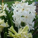 Hyacinthus orientalis 'Carnegie'